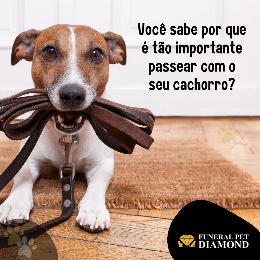 Você sabe por que é tão importante passear com o seu cachorro? 