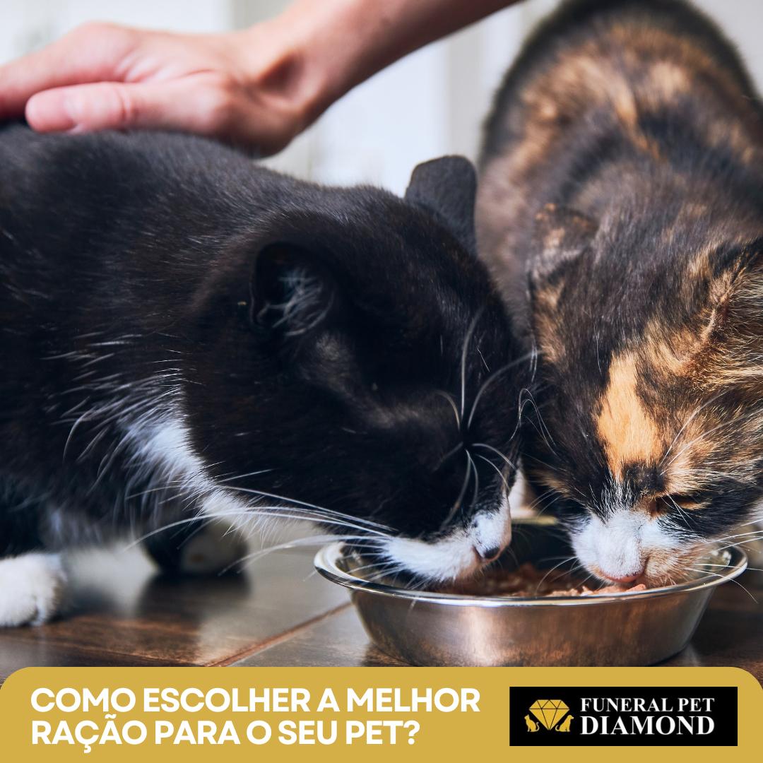 Como escolher a melhor ração para o seu pet? 