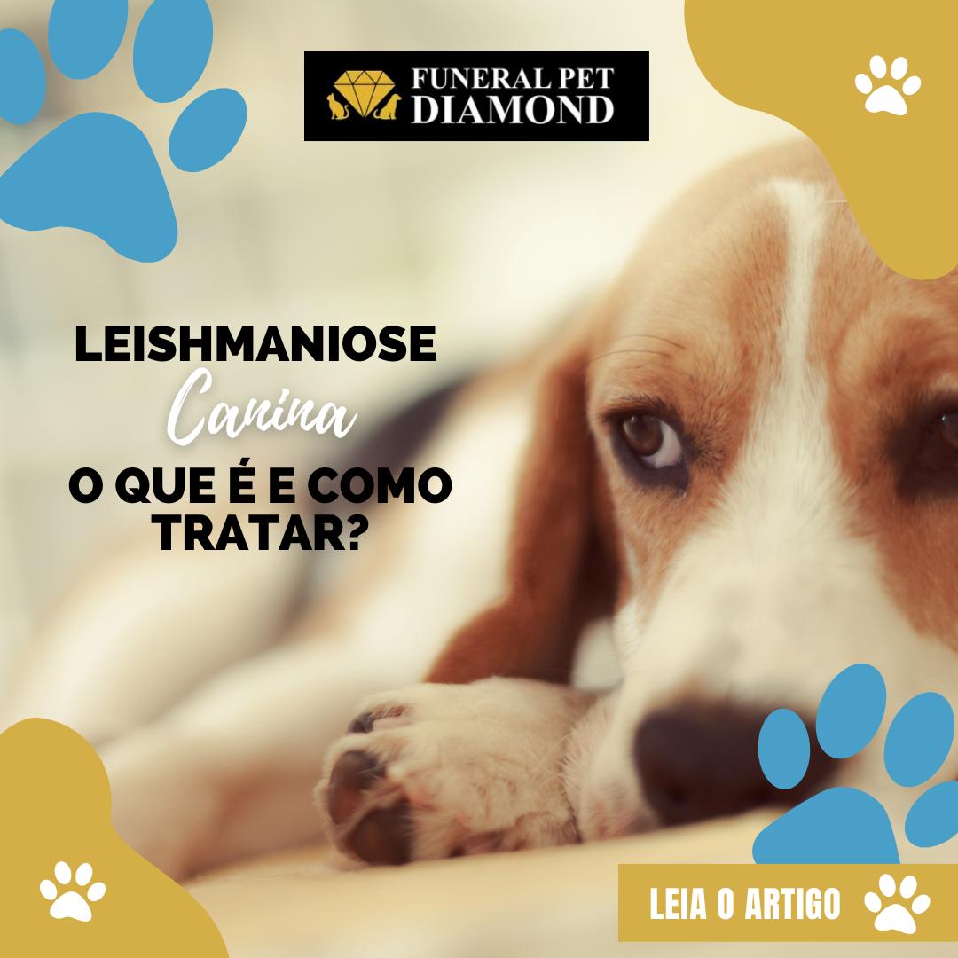 /projeto/blog/leishmaniose-canina-o-que-e-e-como-tratar.jpg