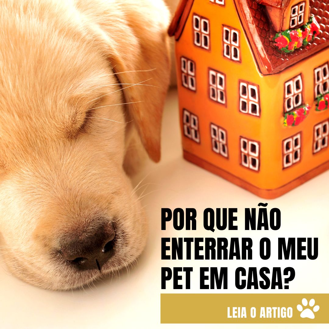 Por que não enterrar o meu pet em casa? 