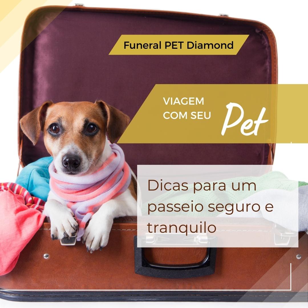 Viagem com seu pet: dicas para um passeio seguro e tranquilo